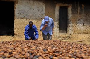 Ghent University boosts sustainable cocoa cultivation in Ghana