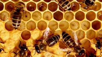Honey bees unravel nature-nurture mysteries