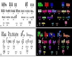 Example of genomic alteration (PLoS ONE 11(8) 2016,
DOI: 10.1371)