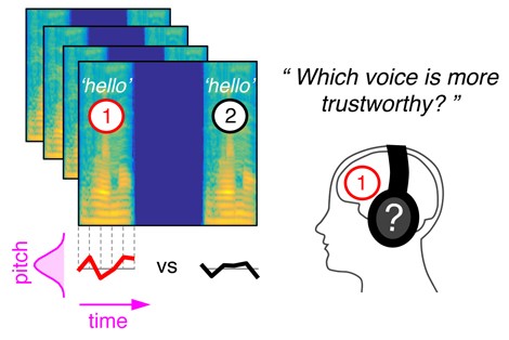 � CNRS/ENS/AMU  Method used to model mental representations of vocal intonation.