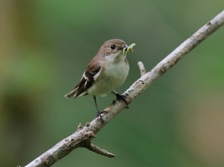 Female pied flycatcher. Credit Tom Wallis