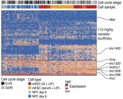 Expression of highly variable lncRNAs (rows) in single cells (columns), clustere