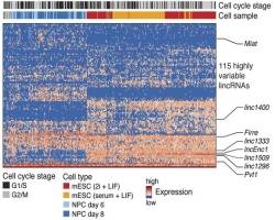 Long non-coding RNA genes give away some of their secrets