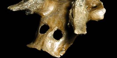 Mysterious 11,000-year-old skull headdresses go on display in Cambridge