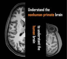 Open science : International data exchange for sharing primate neuroimaging datasets