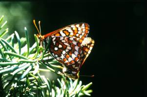 Rapid Evolution Fails to Save Butterflies from Extinction