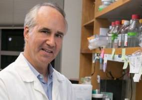 Researchers map genetic 'switches' behind human brain evolution