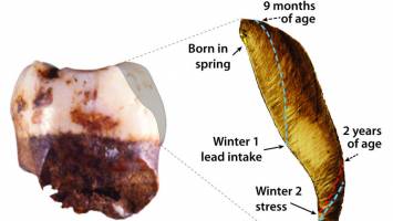 Researchers recreate ancient climate from Neanderthal teeth