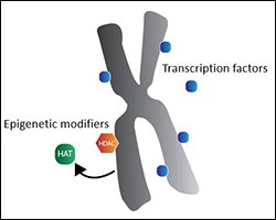 Mitotic chromosome: most transcription factors bind mitotic chromatin to varying