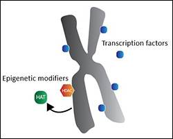 Retention of the regulatory landscape in mitosis