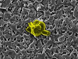 Revealing the hidden path of perovskite formation