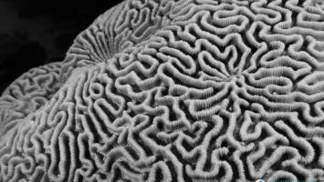 Robust corals are primed against bleaching