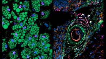 The cells that control the formation of fat