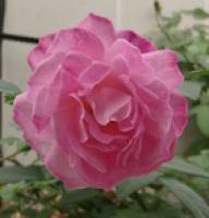 The rose genome deciphered: from the origin of modern roses to the characteristics of their blooms