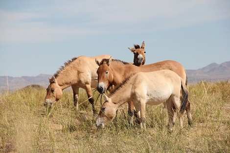 � Ludovic Orlando / Natural History Museum of Denmark / CNRS  Przewalski&rsquo;s