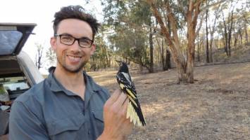 Urgent action needed to help regent honeyeaters