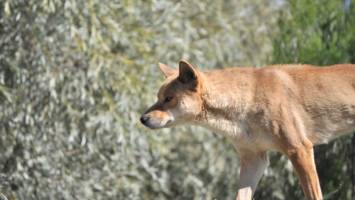 When dingoes first arrived in Australia