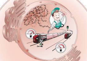 A cellular protein as a 