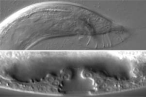 A key player in the maturation of sexual organs