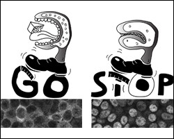 In well-being nutritional conditions (left), lysosomal signaling inactivates Tfe
