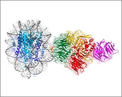 Cryo-EM map of a molecule of UV-DDB (right) binding to DNA wrapped around a hist