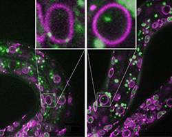 A role for gene activators in 3D nuclear organization