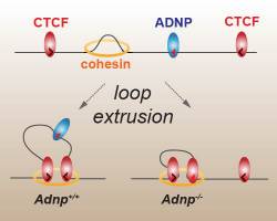 Chromatin looping: CTCF versus ADNP
