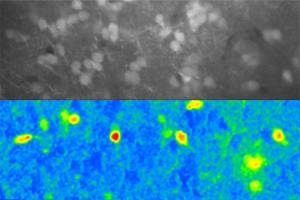 Complex odors made simple