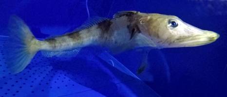 Cool adaptations to the cold