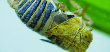 Courting bugs attract mates using an elastic 'snapping organ' for vibrational communication