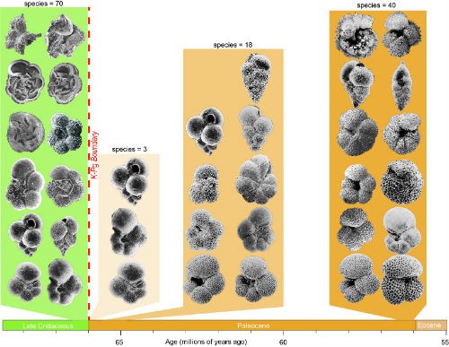 Figure showing the very diverse late Cretaceous planktic foraminifera, the very 
