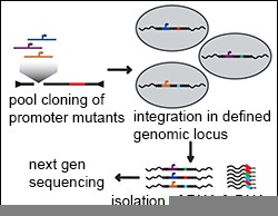 Parallel reporter assay developed by Hartl and colleagues.