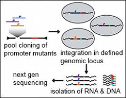 Fine-tuning gene regulation by CG dinucleotides
