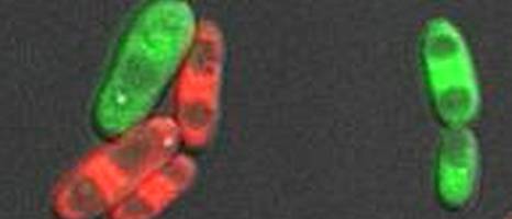 Fluconazole Makes Fungi Sexually Active