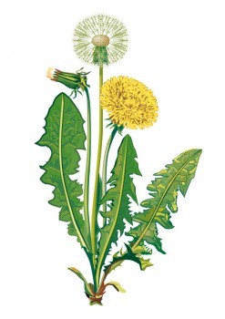 Dandelion (Taraxacum spec.) � PLANT 2030