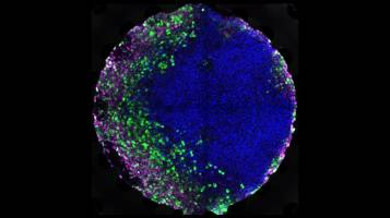 Growing embryonic tissues on a chip