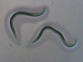 How nematodes outsmart the defenses of pests