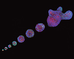 From a single stem cell to a fully-grown intestinal organoid     Captions pictur