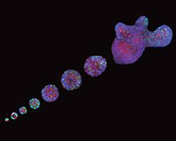 Intestinal organoid development mimics regeneration