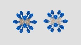 Image of nanoparticles exposing on their surface the hRSV fusion F viral protein