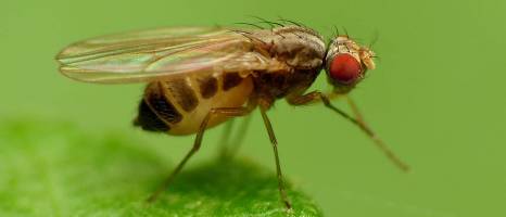 Longer siesta on bright days
