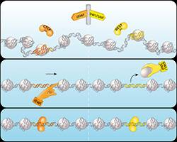 Making room for genome regulation