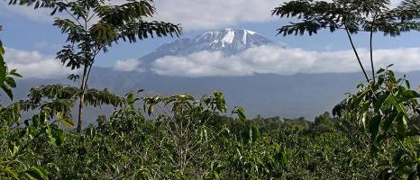 Mount Kilimanjaro: Ecosystems in Global Change