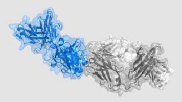 Multiple sclerosis therapy: scientists identify the Achilles' heel of a therapeutic antibody and find a solution to avoid the problem