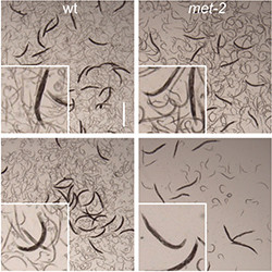Genome wide RNAi synthetic lethality screen in C. elegans
