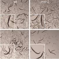 Oncogenic risk arising from the loss of repeat silencing