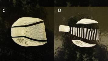 Researchers solve the riddle of our most unique fish