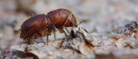 Scientists alarmed by bark beetle boom