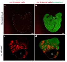 Special cells contribute to regenerate the heart in Zebrafish