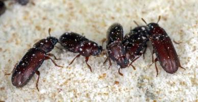 Specific immune response of beetles adapts to bacteria